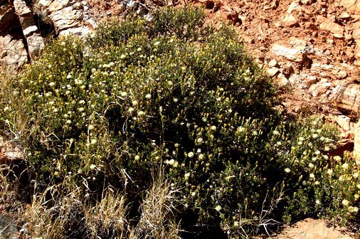 Pegolettia baccaridifolia shrub, bedroom or dining room