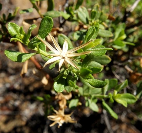 Pegolettia retrofracta spent flowerhead