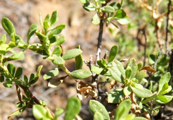 Pegolettia retrofracta