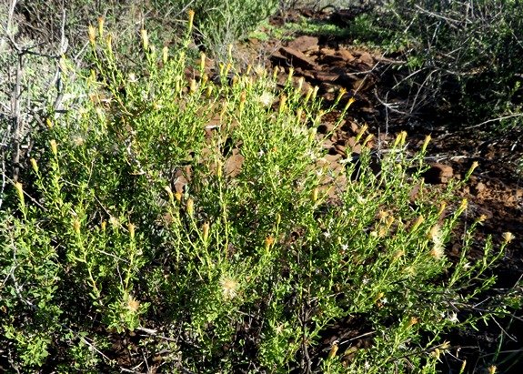 Pegolettia retrofracta branched bush