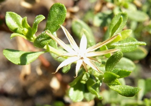 Pegolettia retrofracta leaves