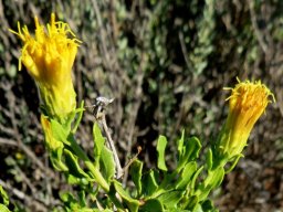 Pegolettia