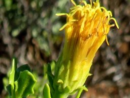 Pegolettia baccaridifolia flowerhead