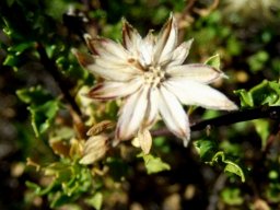 Pegolettia baccaridifolia last flowerhead revelations