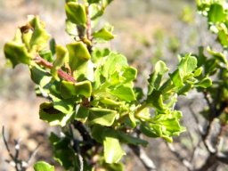 Pegolettia baccaridifolia