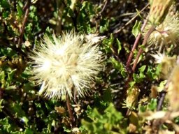 Pegolettia baccaridifolia fluffy flowerheads