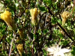 Pegolettia baccaridifolia aging flowerheads