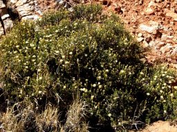 Pegolettia baccaridifolia shrub, bedroom or dining room