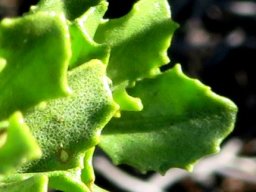 Pegolettia baccaridifolia leaves