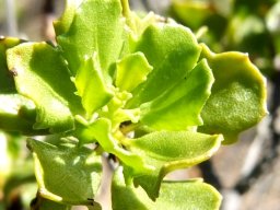 Pegolettia baccaridifolia leaves