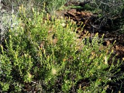 Pegolettia retrofracta branched bush