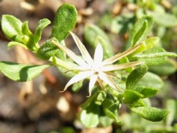 Pegolettia retrofracta leaves