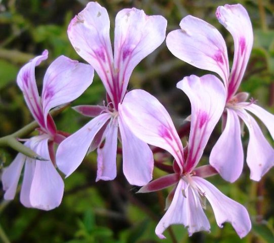Pelargonium peltatum flowers