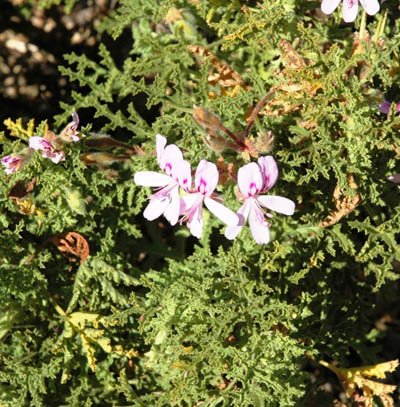 Pelargonium species, possibly P. radens