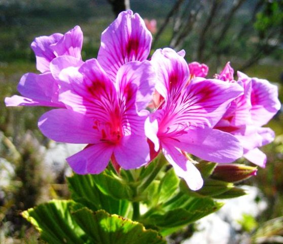 Pelargonium cucullatum at Silvermine in the Cape