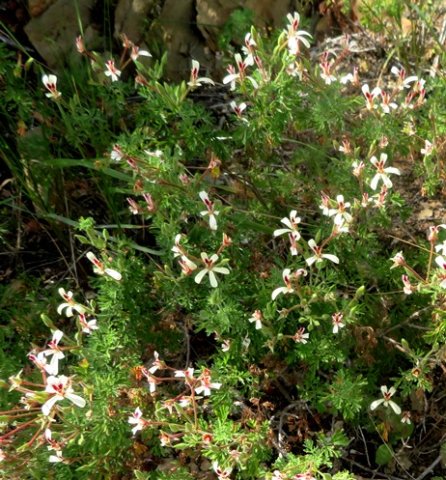 Pelargonium abrotanifolium