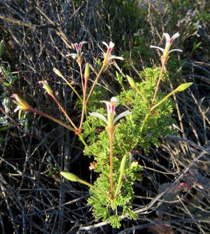 Pelargonium abrotanifolium, a flowering branch