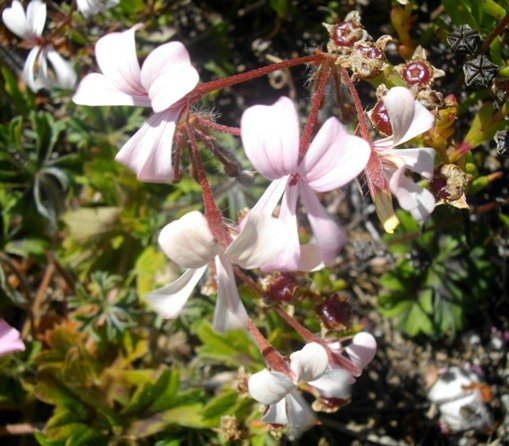 Pelargonium alchemilloides from the Cape to Ethiopia