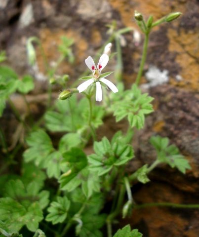 Pelargonium ranunculophyllum flower