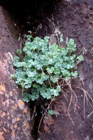 Pelargonium ranunculophyllum