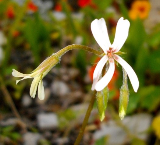 Pelargonium alchemilloides