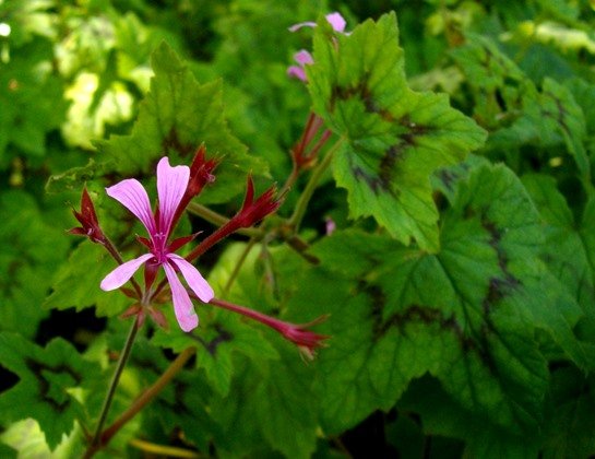 Pelargonium