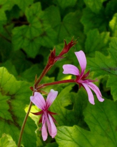Pelargonium alchemilloides pink flowers