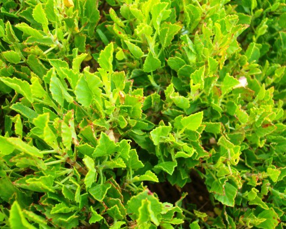 Pelargonium betulinum leaves