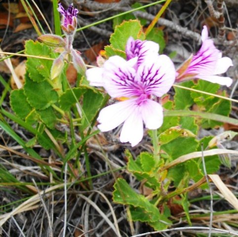 Pelargonium betulinum pale flower