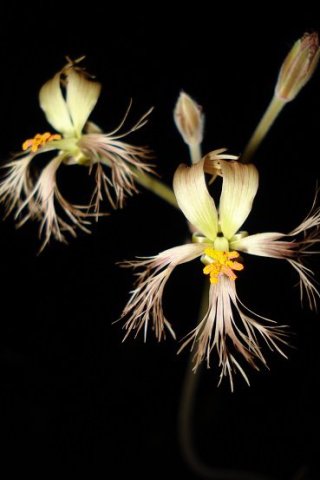 Pelargonium bowkeri