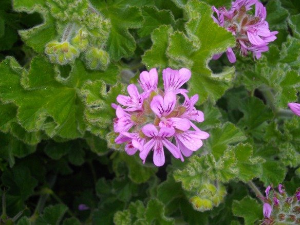 Pelargonium capitatum