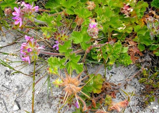 Pelargonium capitatum in coastal sand