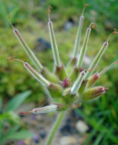 Pelargonium capitatum green fruit