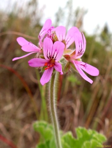 Pelargonium capitatum young and old flowers