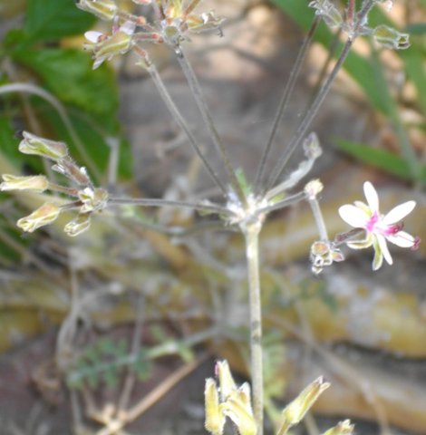 Pelargonium carnosum subsp. carnosum flowers