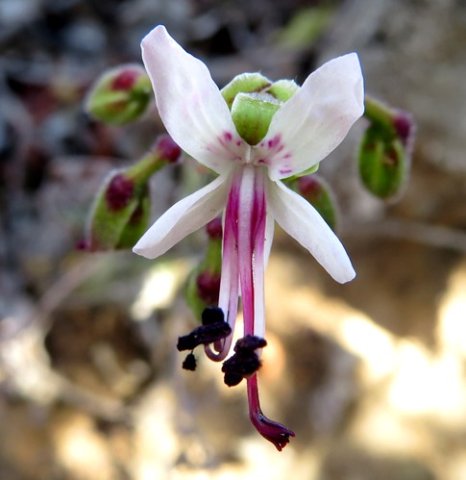 Pelargonium carnosum subsp. carnosum flower