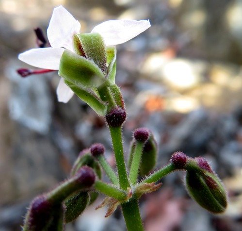 Pelargonium carnosum subsp. carnosum buds