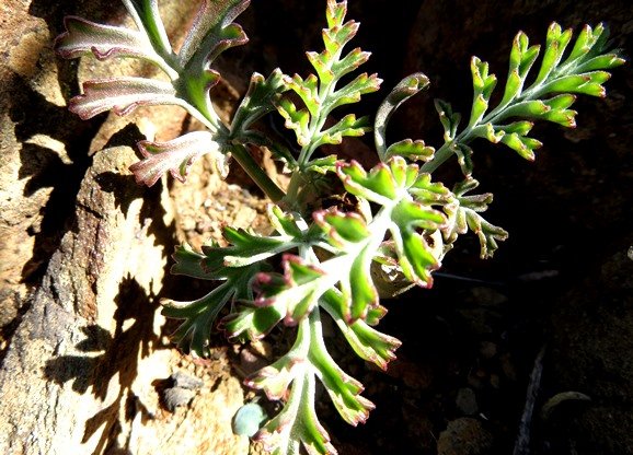 Pelargonium carnosum subsp. carnosum leaves