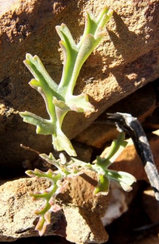 Pelargonium carnosum subsp. carnosum leaf