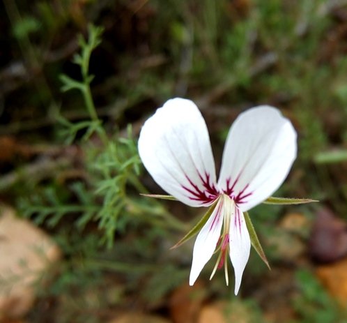 Pelargonium caucalifolium subsp. caucalifolium flower