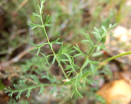 Pelargonium caucalifolium subsp. caucalifolium
