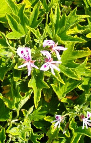 Pelargonium citronellum