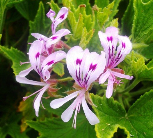 Pelargonium citronellum flowers