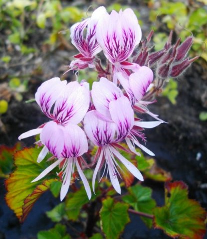 Pelargonium cordifolium