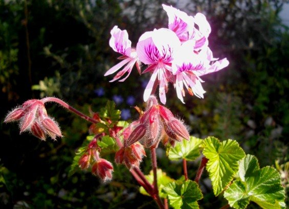 Pelargonium cordifolium hairy buds