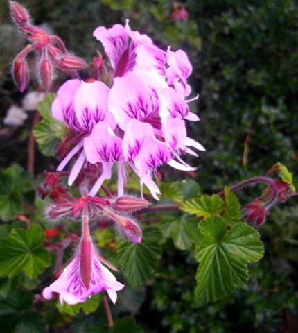 Pelargonium cordifolium petal markings