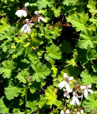 Pelargonium coronopifolium &quot;fragrans&quot;