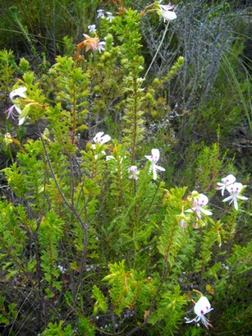 Pelargonium crispum