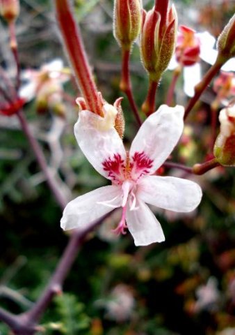 Pelargonium crithmifolium flower antherless with age