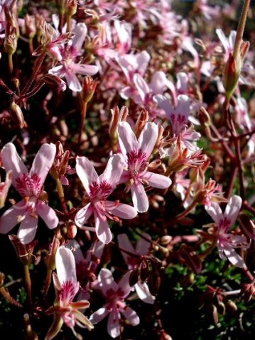 Pelargonium crithmifolium flowers